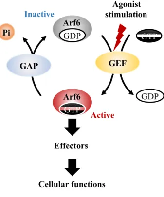 Figure  2.  A  model  for  the  activation-inactivation  cycle  of  Arf6.  GDP-bound  inactive  Arf6  is  activated  by  the  exchange  of  GDP  to  GTP