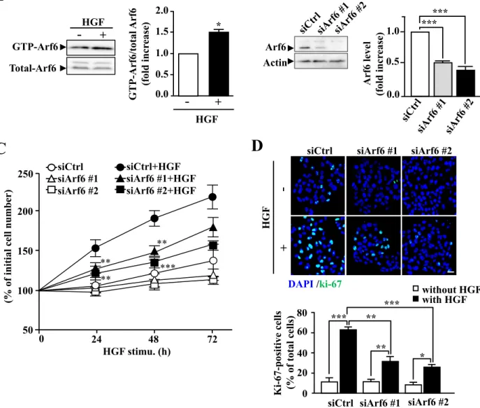Figure 8. Arf6 is essential for HGF-dependent proliferation of HepG2 cells.  (A) After HepG2  cells were stimulated without or with 10 ng/mL of HGF at 37°C for 10 min, active GTP-Arf6 in the  cell  was  analyzed  by Western  blotting  with  anti-Arf6  anti