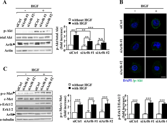 Figure 9. Arf6 is required for Akt activation in HepG2 cells.  (A) HepG2 cells transfected with  siRNAs for control and Arf6 were stimulated with HGF as in Fig