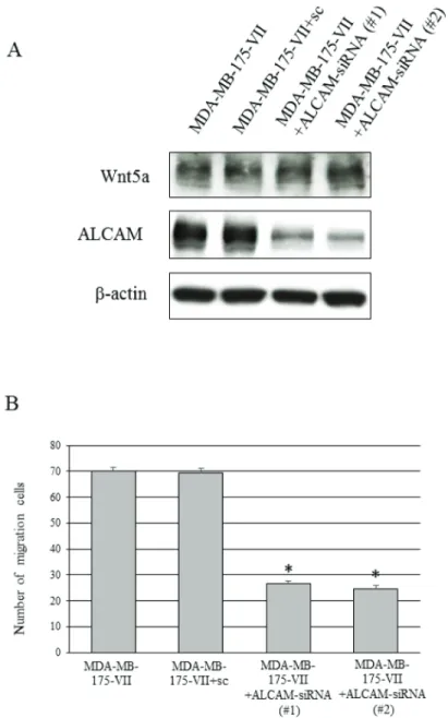 Figure 6: Knockdown of ALCAM decreases the Wnt5a-induced increase in migratory capacity