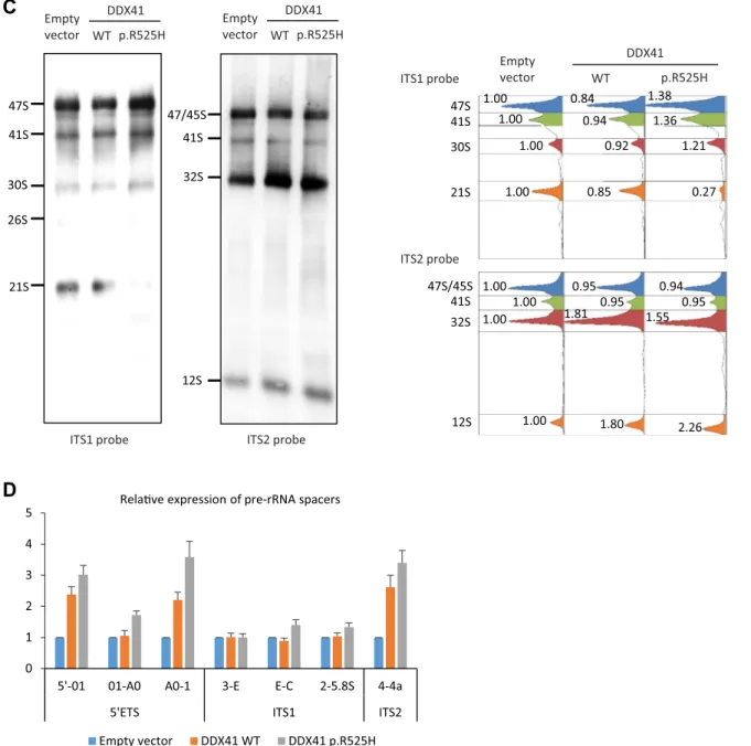 Figure 3. (continued) (C) Detection of pre-rRNA intermediates expressed in THP-1 cells by northern blotting analysis