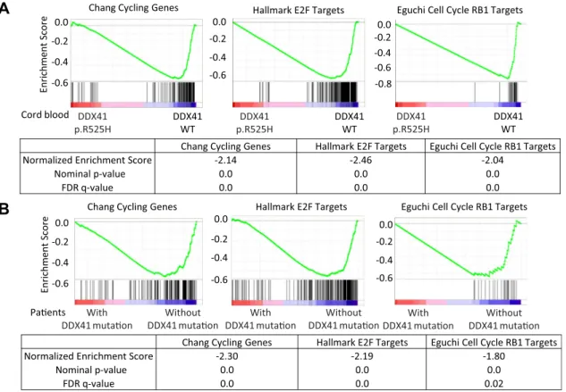 Figure 4. Ribosomal stress that results in the activation of RB pathway occurring in p.R525H-expressing cells