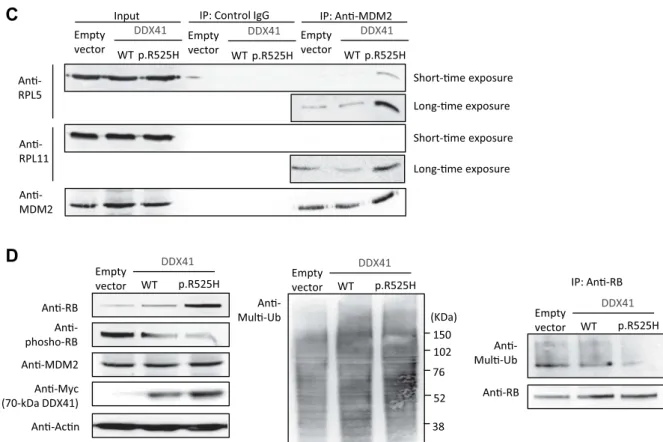 Figure 4. (continued) (C) Increased binding of RPL5 and RPL11 to MDM2 in p.R525H DDX41-expressing cells
