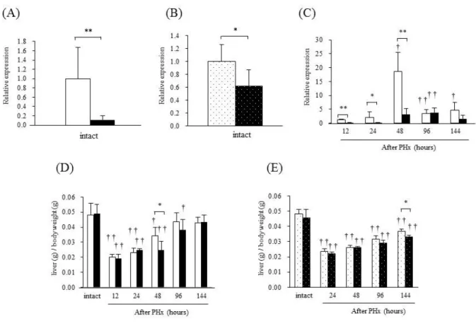 Figure 2. Alterations in BubR1 mRNA expression and liver weight (LW)/body weight (BW) ratio