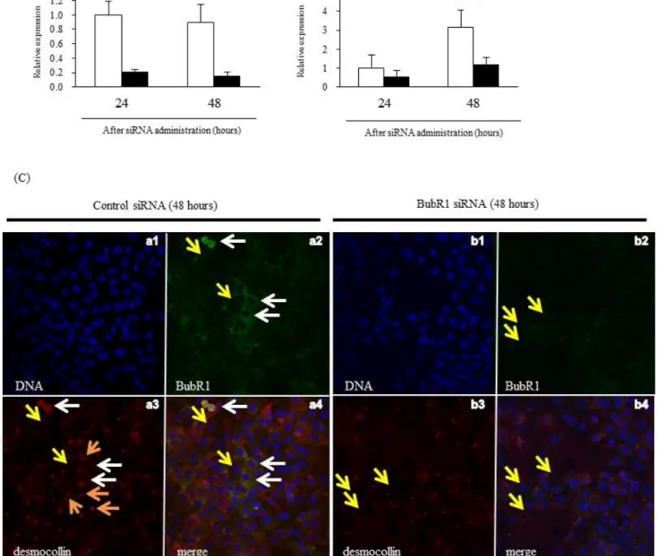 Figure 6. Effect of BubR1 siRNA on DSC1 expression in HaCaT3 cells.   