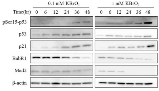 Figure 8. OS induced p53 signaling pathway and suppressed the expression of BubR1 and Mad2 