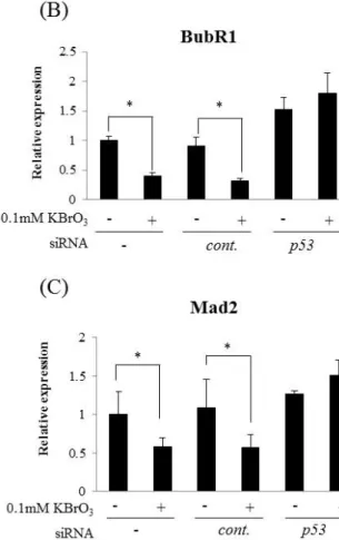 Figure 9. OS-induced downregulation of BubR1 and Mad2 expression is p53 dependent. 