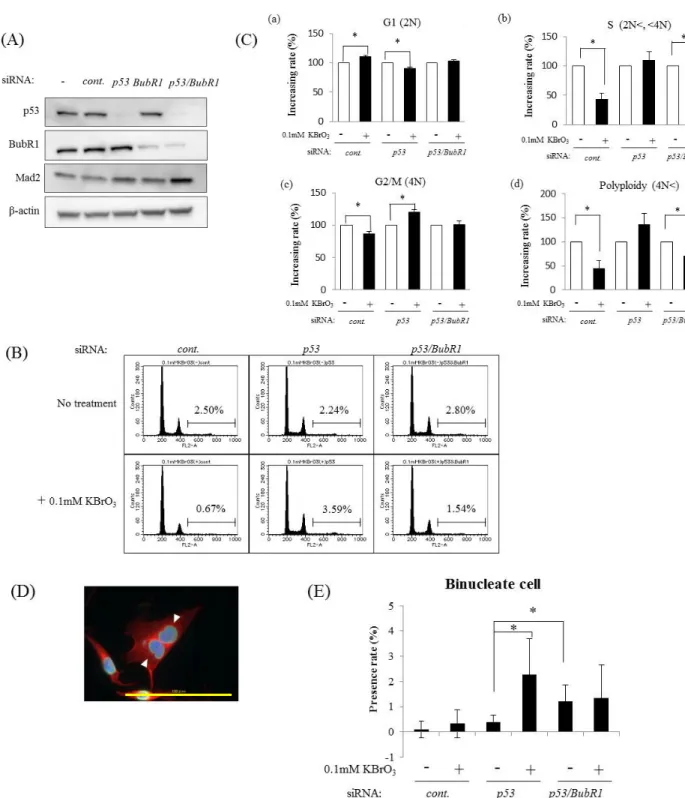 Figure 11. Suppression of BubR1 expression prevents OS-induced polyploidization in p53-depleted  cells 