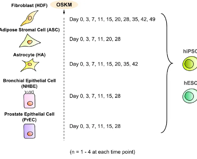 Figure 1a: Explanation of microarray samples 