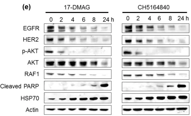 Fig. 1- 2. CH5164840 induces the degradation of multiple Hsp90 client proteins and  apoptosis