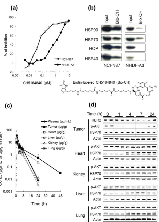 Fig. 1-  3.  CH5164840 displays higher affinity to HSP90 with multi-chaperone  complexes in tumor cells and tumor - selective retention of CH5164840 and  pharmacodynamics