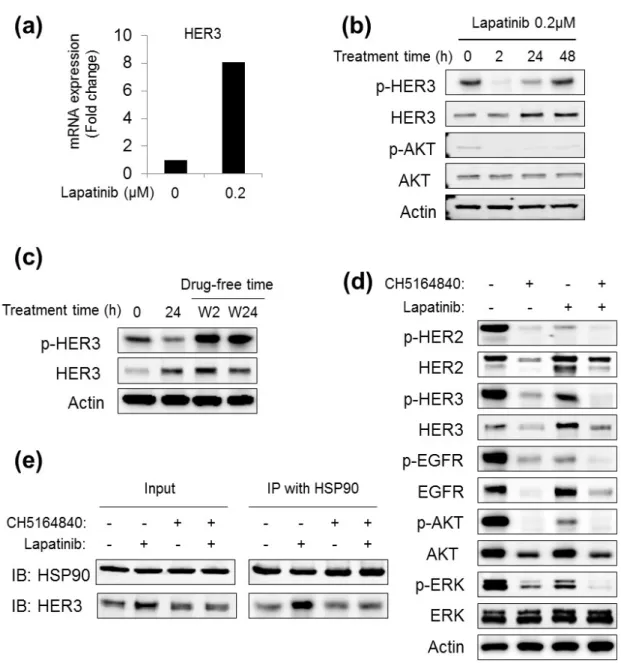 Fig. 1-  6.  CH5164840 suppressed lapatinib treatment-induced  HER3  signal  activation in vitro