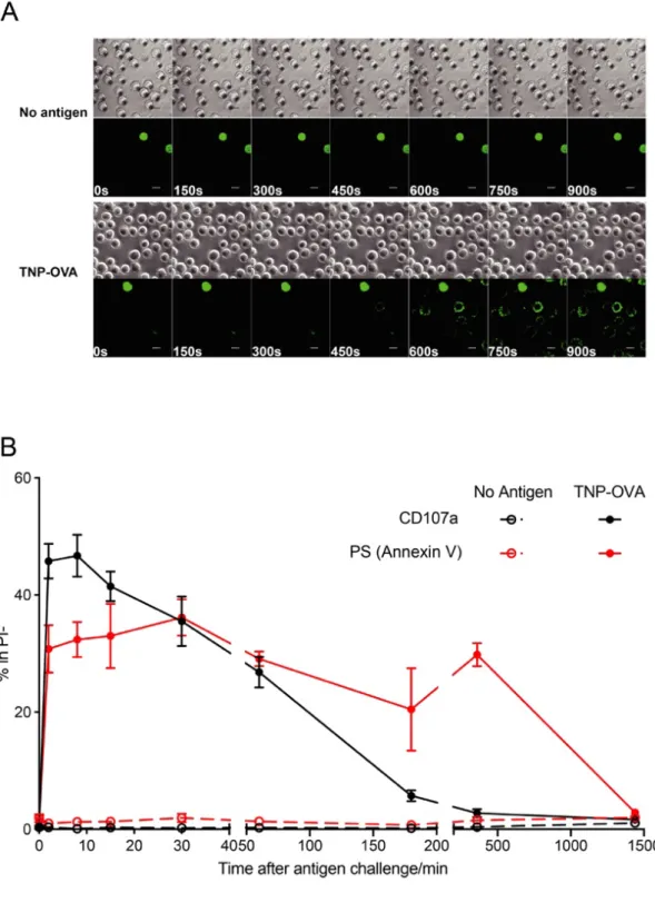 Fig. 2 Kinetics of PS exposure during MCs degranulation 