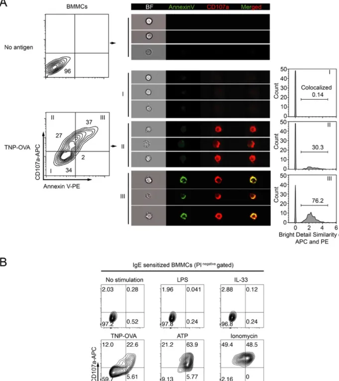 Fig. 3 Characterization of PS exposure during MCs activation 