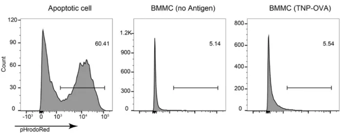 Fig. 4 PS +  MCs after degranulation are not subject of phagocytosis by macrophage. 