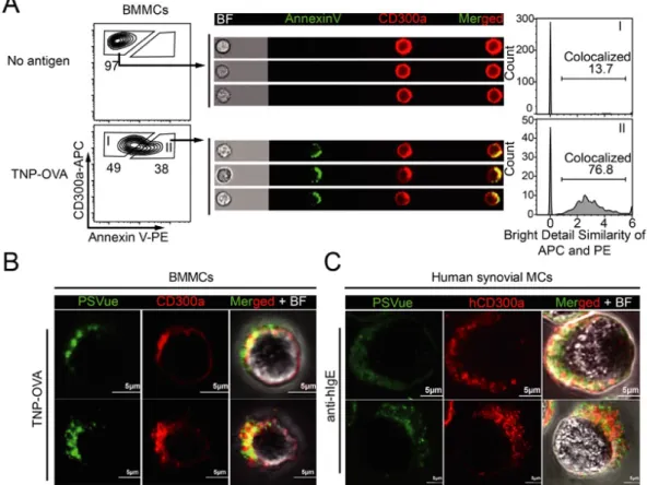 Fig. 5 Localization of PS and PS-receptor CD300a on degranulated MCs 