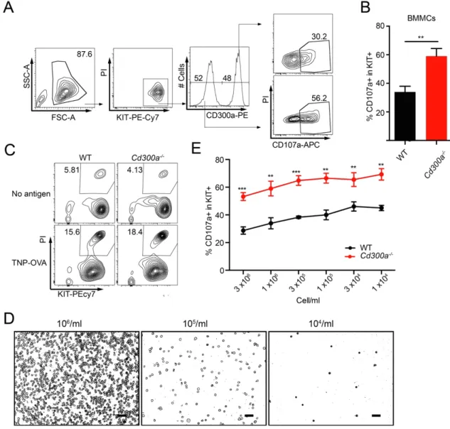 Fig. 8 Increased degranulation in Cd300a -/-  BMMCs is cell intrinsic and independent  of cell-cell interaction 