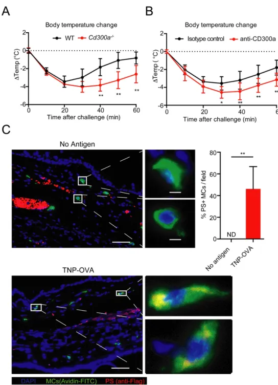 Fig. 10 Involvement of CD300a-PS cis-interaction in a PSA model. 