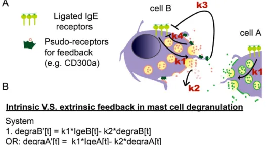 Fig. 11 Mathematical modeling of MCs degranulation with intrinsic and extrinsic  feedback regulation 