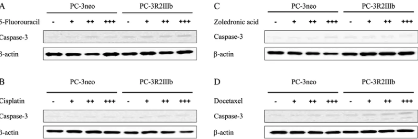Figure 3. FGFR2IIIb enhances expression of caspase-3 in PC-3 cells exposed to chemotherapeutic agents