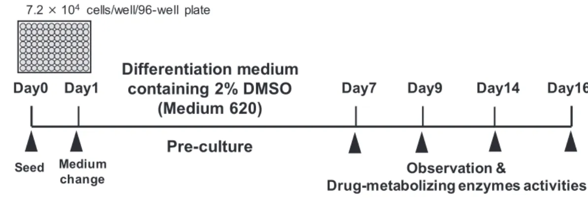 Figure 2-1 Differentiation of HepaRG cells and the determination of drug-metabolizing enzymes  activities in the differentiated HepaRG cells.