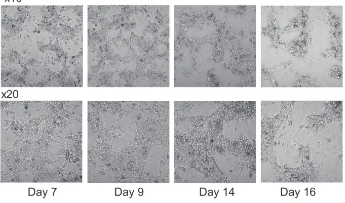 Figure 2-2    Observation of morphology of differentiated HepaRG cells.