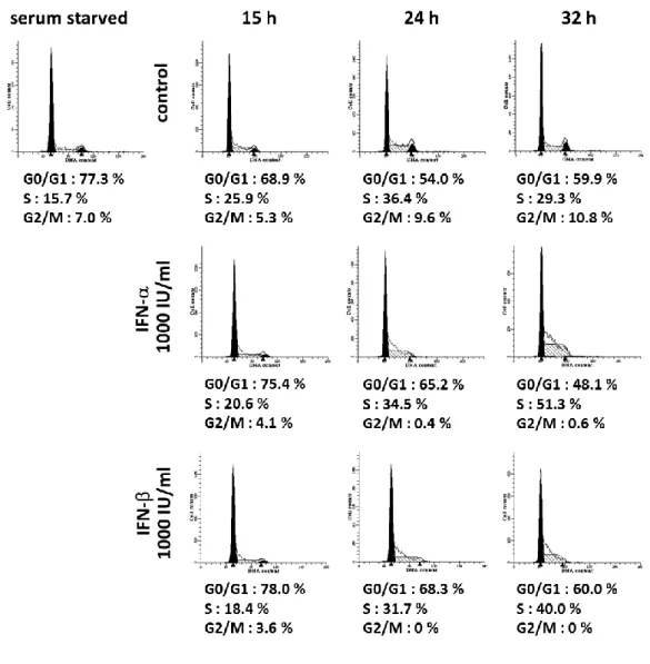 Figure 2-2    Effect of IFN-α and -β on cell cycle distribution in human stellate cells