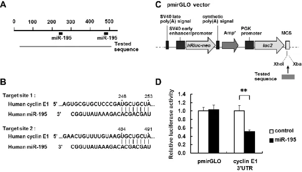Figure 2-5    Interaction of miR-195 with the 3’UTR of cyclin E1 mRNA. 