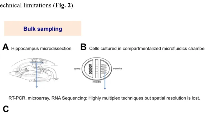 Figure  2.  Schematic  of  the  currently  available  techniques  for  the  study  of  mRNA compartmentalization in neuronal cells