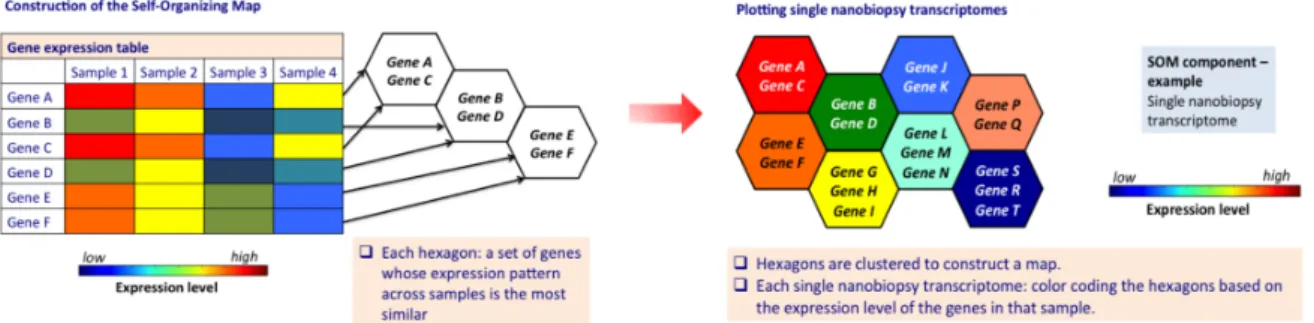 Figure  5.  Schematic  of  gene  expression  data  visualization  using  a  Self- Self-Organizing  Map