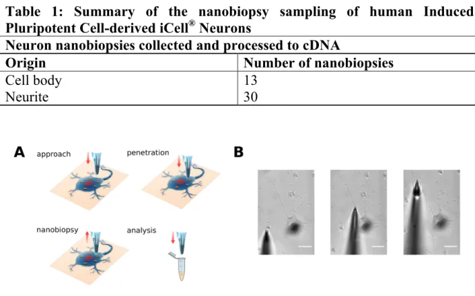 Table  1:  Summary  of  the  nanobiopsy  sampling  of  human  Induced  Pluripotent Cell-derived iCell ®  Neurons 