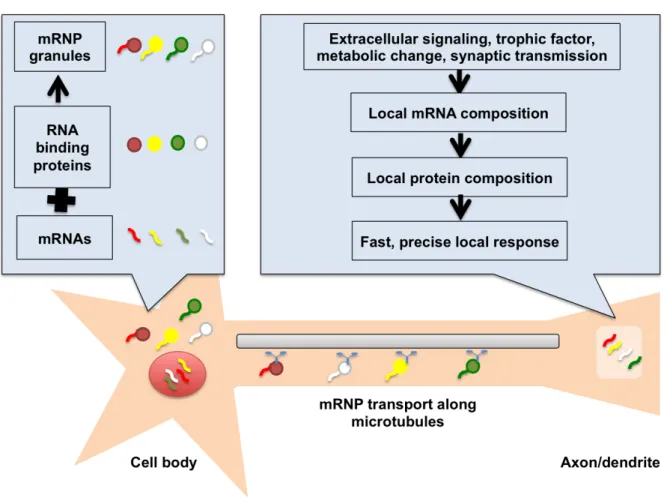 Figure  1.  Schematic  of  mRNA  compartmentalization  in  neuronal  cells. 
