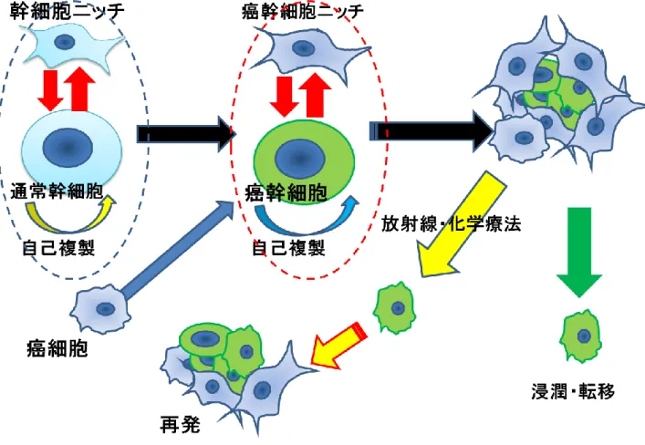 図 １ ： が ん 幹 細 胞 仮 説  