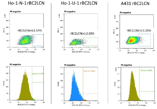 図 ２ ： 各 種 癌 細 胞 株 に お け る rBC2LCN 認 識 糖 鎖 陽 性 細 胞 の 存 在 率  