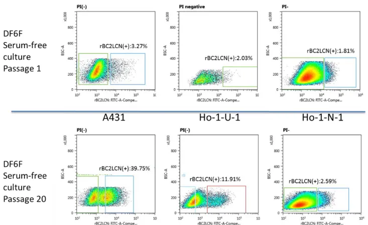 図 ３ ： 無 血 清 培 養 下 に お け る 各 種 癌 細 胞 株 に お け る rBC2LCN 認 識 糖 鎖 陽 性 細 胞 存 在 率  