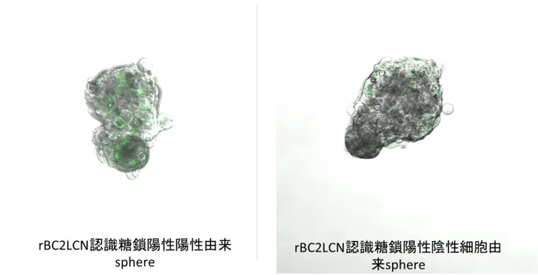 図 ９ ： rBC2LCN 認 識 糖 鎖 陽 性 及 び 陰 性 細 胞 由 来 sphere 中 に お け る rBC2LCN 認 識 糖 鎖 陽 性 細 胞 存 在 動 態  