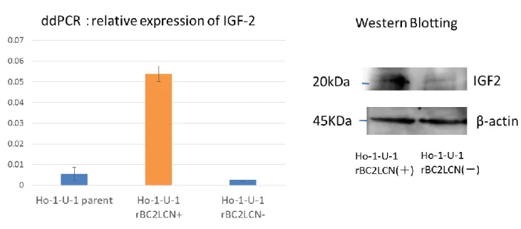 図 １ ０ ： rBC2LCN 認 識 糖 鎖 陽 性 細 胞 と 陰 性 に お け る IGF-2 発 現 の 検 討  