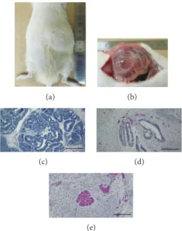 Figure 3: Tumor formation in nude rat in which m-iPS cells were transplanted (a and b)