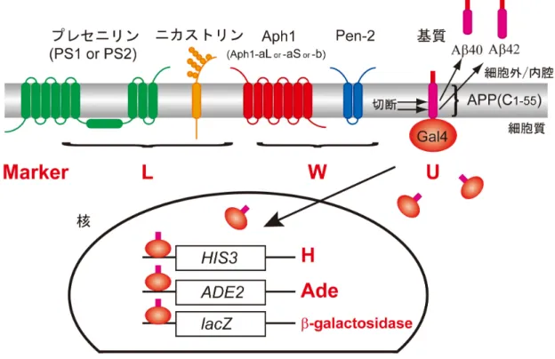 図 4.  レポーターアッセイによる γ- セクレターゼ活性評価 Gal4融合基質が再構成された γ -セクレターゼによる切断を受けると、Gal4 の核への移行により、HIS3、ADE2、lacZが活性化される。このシステムでは、 γ -セクレターゼも切断活性をヒスチジン、アデニンを欠いた選択培地で評価 することができる 。また β ガラクトシ ダーゼ活性の測 定によっ ても切断 活性 の評価ができる。