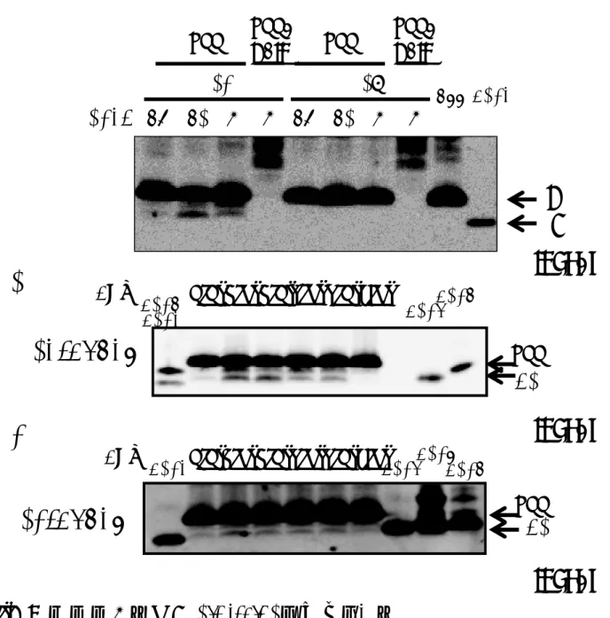 図 10.  酵母膜画分を用いたin vitro  Aβ 産生アッセイ A. 基質 C55 または C55-Gal4 と 表示さ れた PS 、 Aph1 の 組み合 わせの γ- セクレター ゼを 発現した酵母から膜画分を調製し、 pH7.0 のバッファーで 37℃ 、 24 時間インキュベート して Aβ を産生させた。クロロホルム・メタノール濃縮後 SDS-PAGE 、ウェスタンブロットで Aβ を検出した。ポジティブコントロールとして合成 Aβ40 ペプチドを 30 µg 泳動した。 B