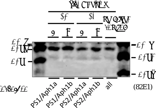 図 17. 8M 尿素入りゲルによる Aβ の分離 siRNA 導入後 48-72 時間の間に培地中に放出された Aβ の分子種の違い を 見 る た め に 、 8M 尿 素 入 り ゲ ルで 電 気 泳 動 し Aβ を 分 離 し た 。 両 サイ ド に はそれぞれ表示してある合成 Aβ ペプチド 30 pg を泳動した。導入した siRNA をメンブレン写真の上側に、下には残っている γ- セクレターゼを記してある。Aβ40Aβ37Aβ43Aβ38Aβ42Aβ45γ-secretase(82E1)
