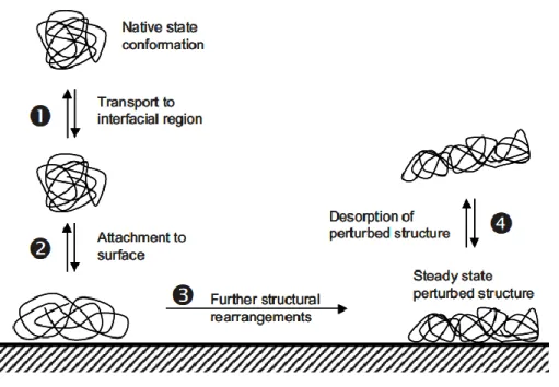 Fig. 1.5 Schematic representation of the process of protein adsorption on a solid surface [14]