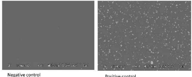 Fig. 3.2 SEM images of BHPT Ti-50mol% showing the negative and positive control. 