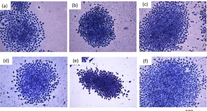 Fig. 3.4 Representative image showing colony morphology formed on the surface of (a) BHPT (b) N = 0.25 (c)  N = 0.5, (d) N = 1, (e) N = 5 and (f) N = 10 Ti-50.9mol%Ni samples 