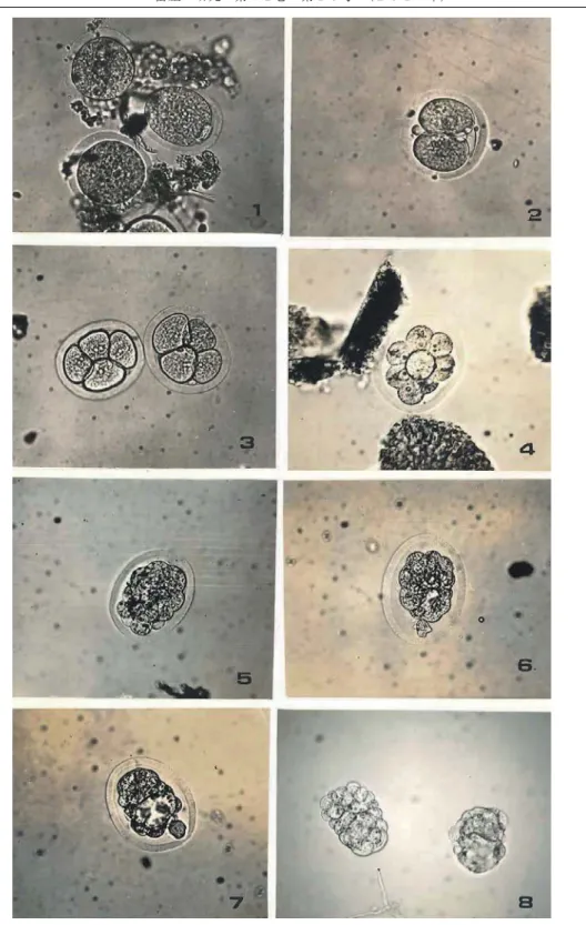 図 14  ラットの初期発生胚(光学顕微鏡) 