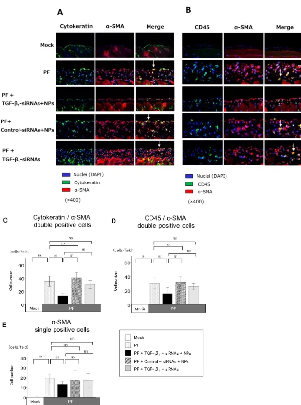 図 10：TGF-β 1 -siRNAs-NPs による腹膜中皮細胞由来と骨髄細胞由来の筋線維芽細胞の増殖抑制効果 