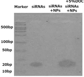 図 1：NPs による siRNAs の内包効率 