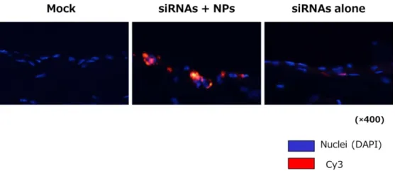 図 2：Cy3 標識 siRNA の腹膜組織への分布 