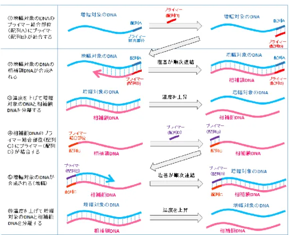 図表 A-3. DNA の増幅プロセス 