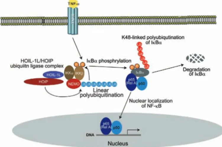 Figure  -  From systematic analysis of protein interaction networks to chemical-biology